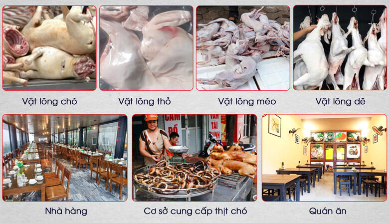 Ứng dụng máy vặt lông chó phi 80cm Ứng dụng máy vặt lông chó phi 80cm