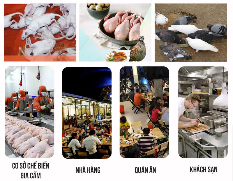 Các cơ sở sử dụng máy vặt lông chim cút phi 55cm